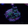 WYSIWYG RAH Acropora horrida Schneeflocke 5R2