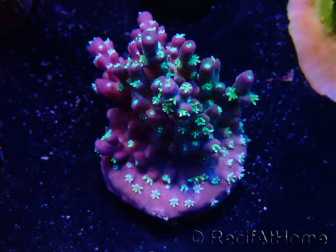 WYSIWYG RAH Acropora horrida Snowflake 5M8