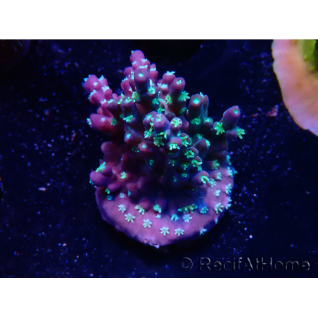 WYSIWYG RAH Acropora horrida Snowflake 5R3