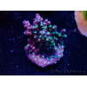 WYSIWYG RAH Acropora horrida Snowflake 5R3