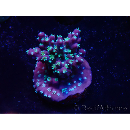WYSIWYG RAH Acropora horrida Snowflake 5M9