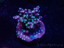 WYSIWYG RAH Acropora horrida Snowflake 5R4