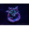 WYSIWYG RAH Acropora horrida Schneeflocke 5R4