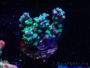 WYSIWYG RAH Acropora horrida Snowflake 5R4