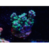 WYSIWYG RAH Acropora horrida Schneeflocke 5R4