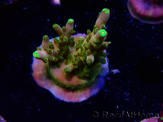 WYSIWYG RAH Acropora Gold Finger 5M4