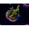 WYSIWYG RAH Acropora Gold Finger 5M4