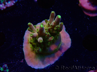 WYSIWYG RAH Acropora Gold Finger 5M3