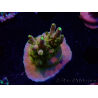 WYSIWYG RAH Acropora Gold Finger 5M3
