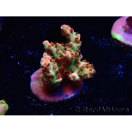 WYSIWYG AK Acropora Bill Murray 5Z3