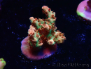 WYSIWYG AK Acropora Bill Murray 5Z3