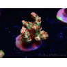 WYSIWYG AK Acropora Bill Murray 5N8