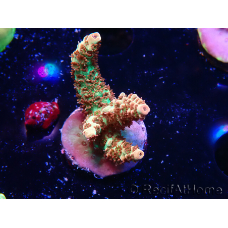 WYSIWYG AK Acropora Bill Murray 5Z2