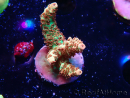 WYSIWYG AK Acropora Bill Murray 5Z2