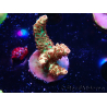 WYSIWYG AK Acropora Bill Murray 5Z2