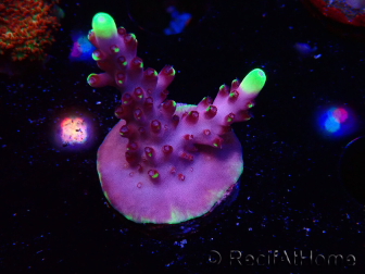 WYSIWYG JF Acropora Fox Flame 5O7