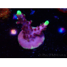 WYSIWYG JF Acropora Fox Flame 5O7