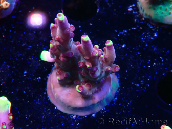 WYSIWYG JF Acropora Fox Flame 5O2
