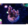 WYSIWYG JF Acropora Fox Flame 5O2