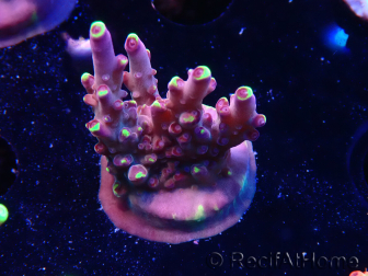 WYSIWYG JF Acropora Fox Flame 5O3
