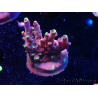 WYSIWYG JF Acropora Fox Flame 5O3