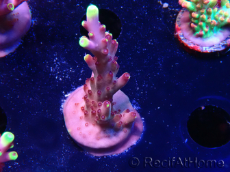 WYSIWYG JF Acropora Fox Flame 5O4
