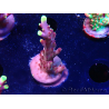 WYSIWYG JF Acropora Fox Flame 5O4