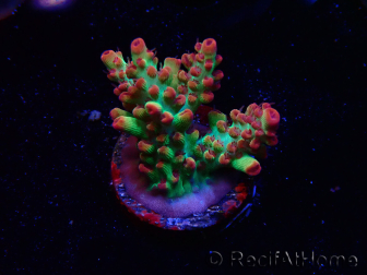 WYSIWYG RAH Acropora microclados Strawberry Shortcake 5P