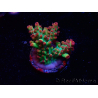 WYSIWYG RAH Acropora microclados Strawberry Shortcake 5P
