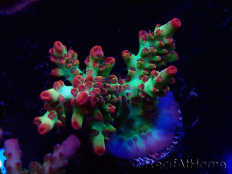 WYSIWYG RAH Acropora microclados Strawberry Shortcake 5P
