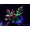 WYSIWYG RAH Acropora microclados Strawberry Shortcake 5P8