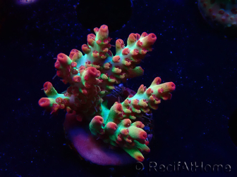 WYSIWYG RAH Acropora microclados Strawberry Shortcake 5P