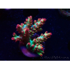 WYSIWYG RAH Acropora microclados Strawberry Shortcake 5P