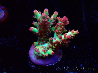 WYSIWYG RAH Acropora microclados Strawberry Shortcake 5P