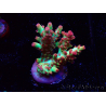 WYSIWYG RAH Acropora microclados Strawberry Shortcake 5P10