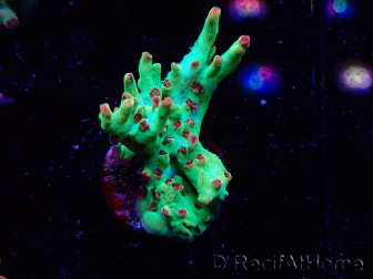 WYSIWYG RAH Acropora microclados Cloudberry SC 5A2