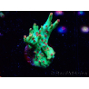 WYSIWYG RAH Acropora microclados Cloudberry SC 5A2