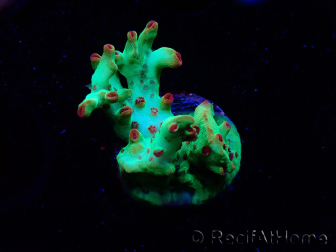 WYSIWYG RAH Acropora microclados Cloudberry SC 5A3
