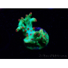WYSIWYG RAH Acropora microclados Cloudberry SC 5A3