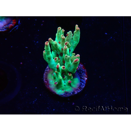 WYSIWYG RAH Acropora microclados Cloudberry SC 5Q5