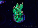 WYSIWYG RAH Acropora microclados Cloudberry SC 5A4