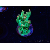 WYSIWYG RAH Acropora microclados Cloudberry SC 5A4