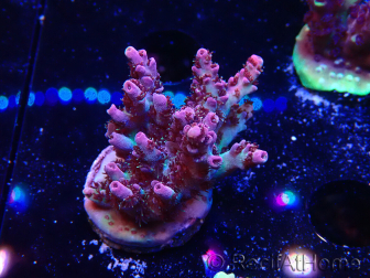 WYSIWYG RAH Acropora hyacinthus Red Planet 5Q9
