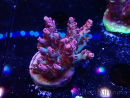 WYSIWYG RAH Acropora hyacinthus Red Planet 5A4
