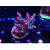 WYSIWYG RAH Acropora hyacinthus Red Planet 5Q9