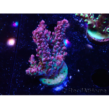 WYSIWYG RAH Acropora hyacinthus Red Planet 5A3