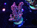 WYSIWYG RAH Acropora hyacinthus Red Planet 5A3