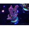 WYSIWYG RAH Acropora hyacinthus Planeta Rojo 5A3