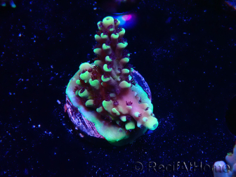 WYSIWYG RRC Acropora Pink cadillac 5R9