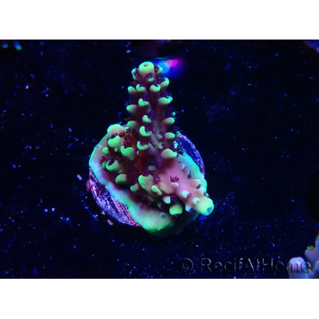 WYSIWYG RRC Acropora Pink cadillac 5R9